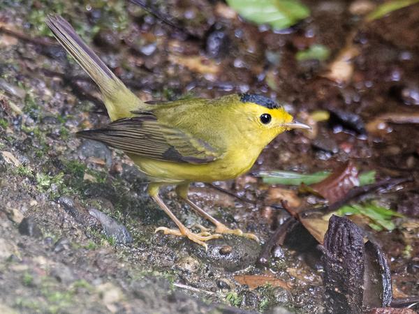 <h3>Cardellina pusilla / Wilson's warbler / Wilsons zanger</h3>OM-1 with M.300mm F4.0 + MC-14, 1/320 sec at F5.6, ISO 10000, distance 8.97 m